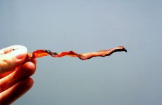 Bacon croustillant