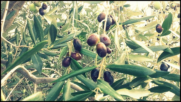 Olives noires