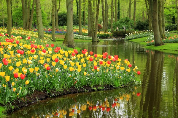 Flowers and water