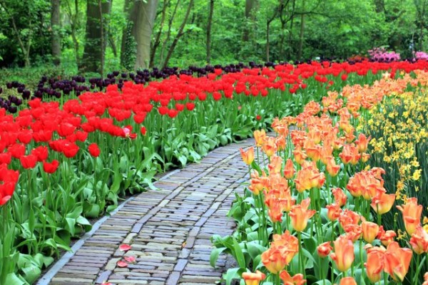 Promenons-nous dans les fleur