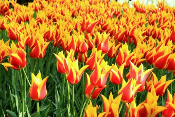 Tulipes on fire